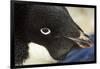 Gentoo Penguin on Petermann Island, Antarctica-Paul Souders-Framed Photographic Print