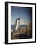 Gentoo Penguin on Petermann Island, Antarctica-Paul Souders-Framed Photographic Print