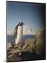 Gentoo Penguin on Petermann Island, Antarctica-Paul Souders-Mounted Photographic Print