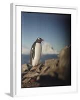 Gentoo Penguin on Petermann Island, Antarctica-Paul Souders-Framed Photographic Print