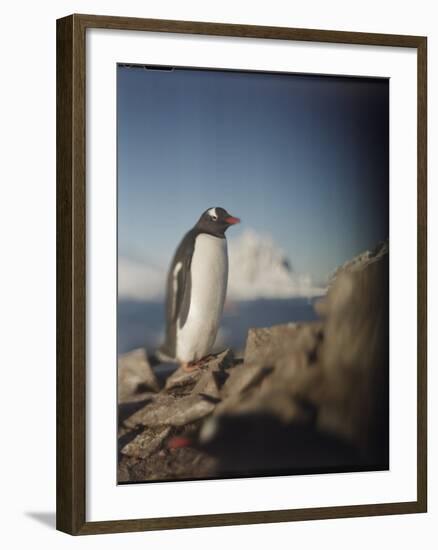 Gentoo Penguin on Petermann Island, Antarctica-Paul Souders-Framed Photographic Print