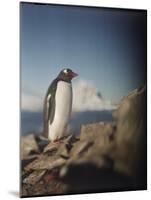 Gentoo Penguin on Petermann Island, Antarctica-Paul Souders-Mounted Photographic Print