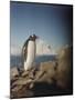 Gentoo Penguin on Petermann Island, Antarctica-Paul Souders-Mounted Photographic Print