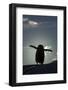 Gentoo Penguin on Petermann Island, Antarctica-Paul Souders-Framed Photographic Print