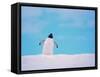 Gentoo Penguin on Snowline. Antarctica-Edwin Giesbers-Framed Stretched Canvas