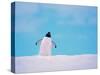 Gentoo Penguin on Snowline. Antarctica-Edwin Giesbers-Stretched Canvas