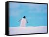 Gentoo Penguin on Snowline. Antarctica-Edwin Giesbers-Framed Stretched Canvas