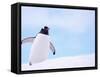 Gentoo Penguin on Snowline, Antarctica-Edwin Giesbers-Framed Stretched Canvas