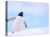 Gentoo Penguin on Snowline, Antarctica-Edwin Giesbers-Stretched Canvas