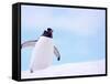 Gentoo Penguin on Snowline, Antarctica-Edwin Giesbers-Framed Stretched Canvas