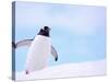 Gentoo Penguin on Snowline, Antarctica-Edwin Giesbers-Stretched Canvas