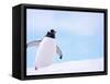 Gentoo Penguin on Snowline, Antarctica-Edwin Giesbers-Framed Stretched Canvas