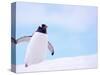 Gentoo Penguin on Snowline, Antarctica-Edwin Giesbers-Stretched Canvas