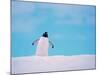 Gentoo Penguin on Snowline. Antarctica-Edwin Giesbers-Mounted Photographic Print