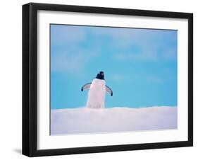 Gentoo Penguin on Snowline. Antarctica-Edwin Giesbers-Framed Photographic Print