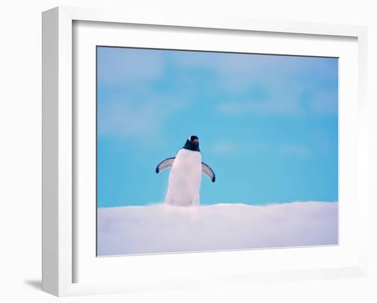 Gentoo Penguin on Snowline. Antarctica-Edwin Giesbers-Framed Photographic Print