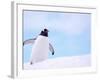 Gentoo Penguin on Snowline, Antarctica-Edwin Giesbers-Framed Photographic Print