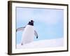 Gentoo Penguin on Snowline, Antarctica-Edwin Giesbers-Framed Photographic Print