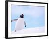 Gentoo Penguin on Snowline, Antarctica-Edwin Giesbers-Framed Photographic Print