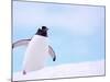 Gentoo Penguin on Snowline, Antarctica-Edwin Giesbers-Mounted Photographic Print