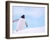 Gentoo Penguin on Snowline, Antarctica-Edwin Giesbers-Framed Photographic Print