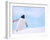 Gentoo Penguin on Snowline, Antarctica-Edwin Giesbers-Framed Photographic Print