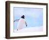 Gentoo Penguin on Snowline, Antarctica-Edwin Giesbers-Framed Photographic Print