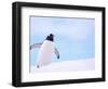 Gentoo Penguin on Snowline, Antarctica-Edwin Giesbers-Framed Photographic Print