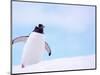 Gentoo Penguin on Snowline, Antarctica-Edwin Giesbers-Mounted Photographic Print