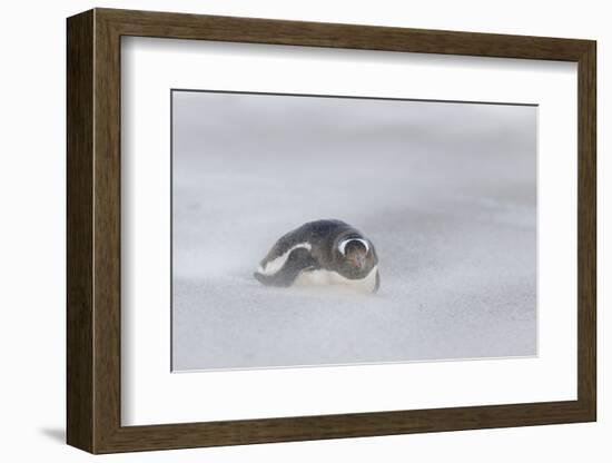 Gentoo Penguin on the Falkland Islands, During a Sandstorm-Martin Zwick-Framed Photographic Print