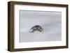 Gentoo Penguin on the Falkland Islands, During a Sandstorm-Martin Zwick-Framed Photographic Print