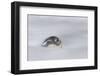 Gentoo Penguin on the Falkland Islands, During a Sandstorm-Martin Zwick-Framed Photographic Print