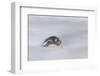 Gentoo Penguin on the Falkland Islands, During a Sandstorm-Martin Zwick-Framed Photographic Print