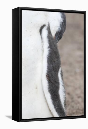 Gentoo Penguin on the Falkland Islands, Half Grown Chicks-Martin Zwick-Framed Stretched Canvas