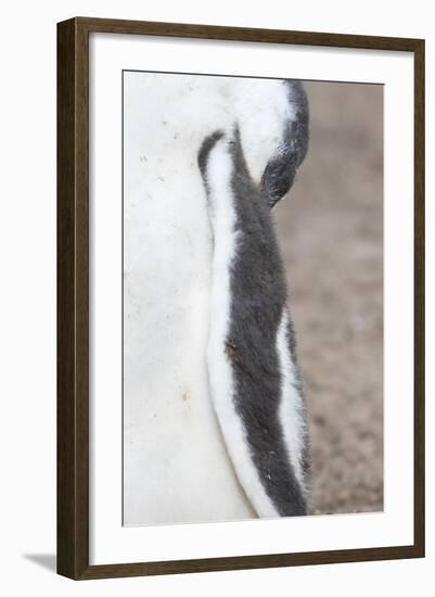 Gentoo Penguin on the Falkland Islands, Half Grown Chicks-Martin Zwick-Framed Photographic Print