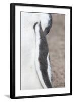 Gentoo Penguin on the Falkland Islands, Half Grown Chicks-Martin Zwick-Framed Photographic Print