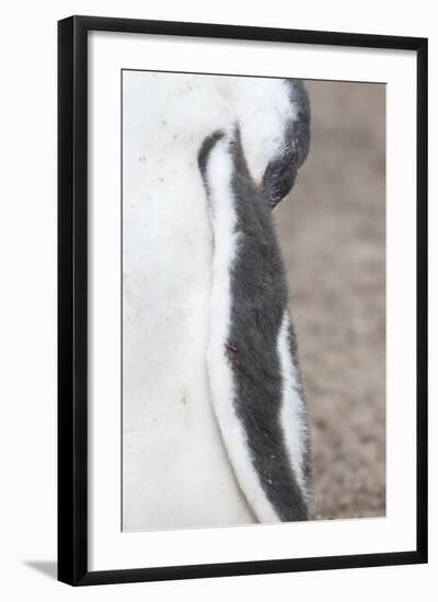 Gentoo Penguin on the Falkland Islands, Half Grown Chicks-Martin Zwick-Framed Photographic Print