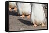 Gentoo Penguin on the Falkland Islands, Half Grown Chicks-Martin Zwick-Framed Stretched Canvas