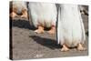 Gentoo Penguin on the Falkland Islands, Half Grown Chicks-Martin Zwick-Stretched Canvas