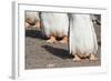 Gentoo Penguin on the Falkland Islands, Half Grown Chicks-Martin Zwick-Framed Photographic Print