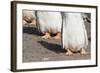 Gentoo Penguin on the Falkland Islands, Half Grown Chicks-Martin Zwick-Framed Photographic Print