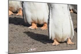 Gentoo Penguin on the Falkland Islands, Half Grown Chicks-Martin Zwick-Mounted Photographic Print