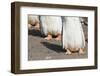 Gentoo Penguin on the Falkland Islands, Half Grown Chicks-Martin Zwick-Framed Photographic Print