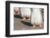 Gentoo Penguin on the Falkland Islands, Half Grown Chicks-Martin Zwick-Framed Photographic Print