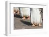 Gentoo Penguin on the Falkland Islands, Half Grown Chicks-Martin Zwick-Framed Photographic Print