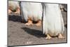 Gentoo Penguin on the Falkland Islands, Half Grown Chicks-Martin Zwick-Mounted Photographic Print