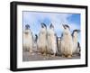 Gentoo Penguin on the Falkland Islands, Half Grown Chicks-Martin Zwick-Framed Photographic Print