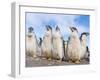 Gentoo Penguin on the Falkland Islands, Half Grown Chicks-Martin Zwick-Framed Photographic Print