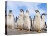 Gentoo Penguin on the Falkland Islands, Half Grown Chicks-Martin Zwick-Stretched Canvas