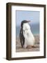 Gentoo Penguin on the Falkland Islands, Half Grown Chicks-Martin Zwick-Framed Photographic Print